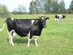 Węgrów weekend, wakacje Węgrów, kwatery Węgrów