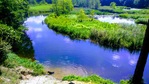Borówka