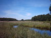 Puszcza Białowieska