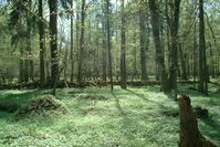 Puszcza Białowieska